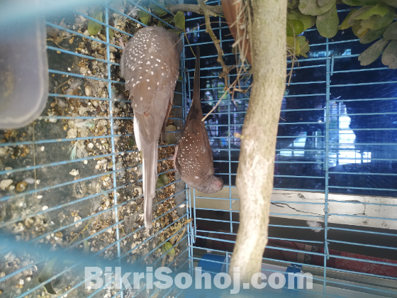 বেবি ডায়মন্ড ডাভ (pre-order)